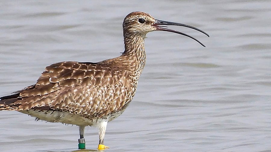 <div class="paragraphs"><p> A migratory bird, Eurasian or common Whimbrel, tagged with a GPS transmitter, captured on camera for the first time, in Chhattisgarh's Bemetara district. </p></div>