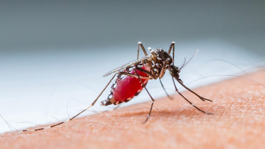 <div class="paragraphs"><p>Disease causing viruses spread through mosquito bites </p></div>