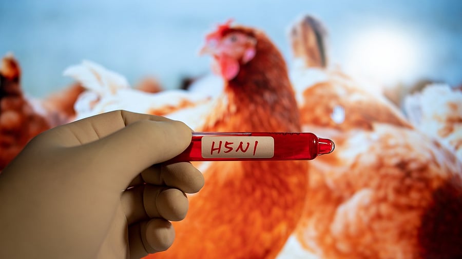 <div class="paragraphs"><p>Representative image of Avian flu.</p></div>