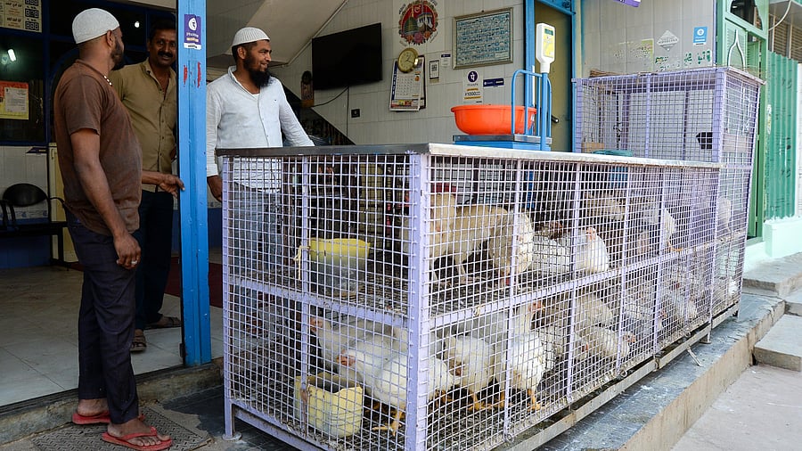 <div class="paragraphs"><p>Extreme heat is reducing the life expectancy of chickens. </p></div>