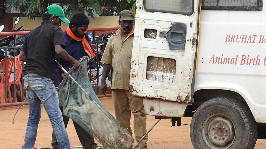 <div class="paragraphs"><p>BBMP workers are catching the street dogs precaution for the upcoming Independence Day programme at Field Marshal Manekshaw parade grounds in Bangalore on Monday .Photo/ VISHANATH SUVARNA A stray dog being taken in a BBMP van. </p></div>