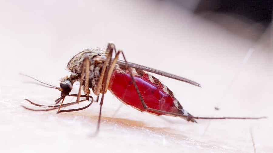 <div class="paragraphs"><p>A representative image for dengue spreading through mosquitos.&nbsp;</p></div>