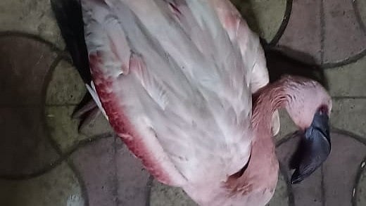 <div class="paragraphs"><p>A flamingo after a flying plane hit the bird over Laxmi Nagar area of Pant Nagar in Ghatkopar suburbs of Mumbai.</p></div>