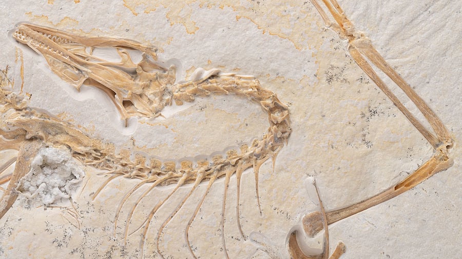 <div class="paragraphs"><p>Fossilised bones of the neck, head and one wing of the ancient bird Archaeopteryx.</p></div>