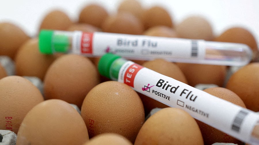 <div class="paragraphs"><p>Test tubes labelled "Bird Flu" and eggs are seen in this picture illustration.</p></div>