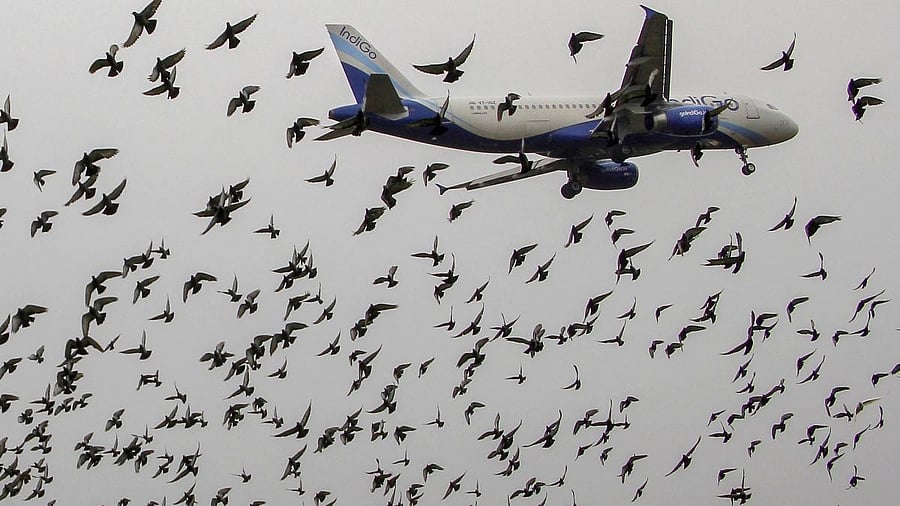 <div class="paragraphs"><p>Representative image of birds near an aircraft</p></div>