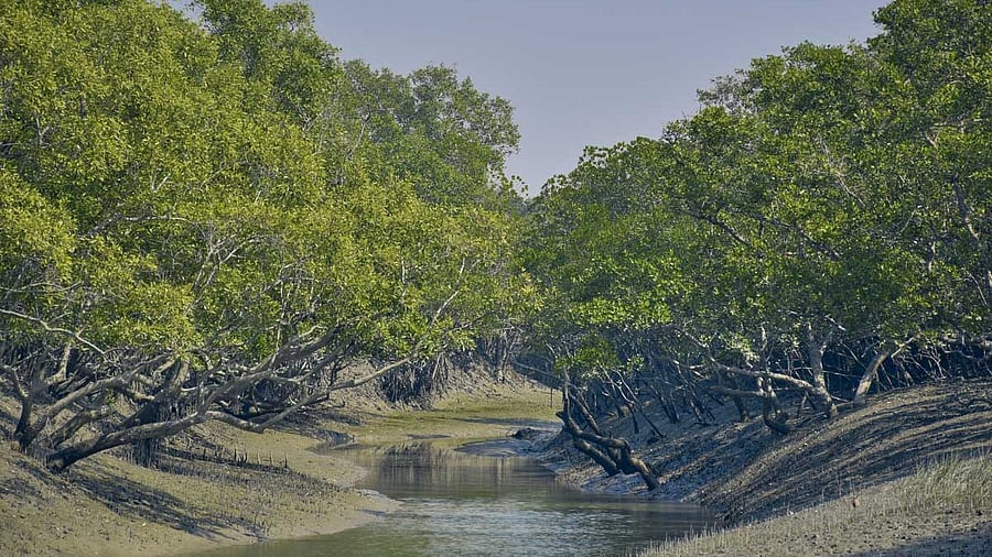 <div class="paragraphs"><p>A view of the Bhitarkanika National Park.</p></div>