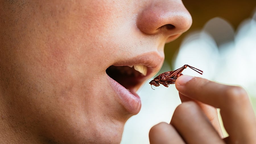 <div class="paragraphs"><p>A person eating a cricket.</p></div>