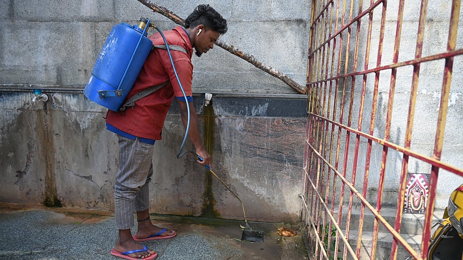 <div class="paragraphs"><p>A BBMP worker sprays insecticide to kill mosquito larvae breeding. </p></div>