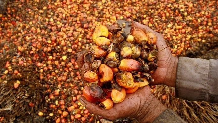 <div class="paragraphs"><p>India on Wednesday allowed limited imports of corn, crude sunflower oil, refined rapeseed oil, and milk powder under the tariff-rate quota (TRQ), where importers pay nil or lower duty, as New Delhi tries to bring down food inflation.</p></div>