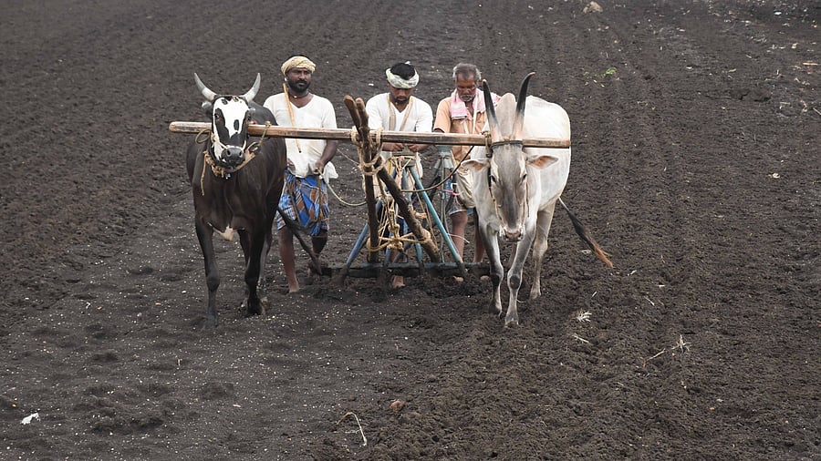 <div class="paragraphs"><p>Farmers busy preparing fields for green gram sowing at Lakmapur in Dharwad taluk. </p></div>