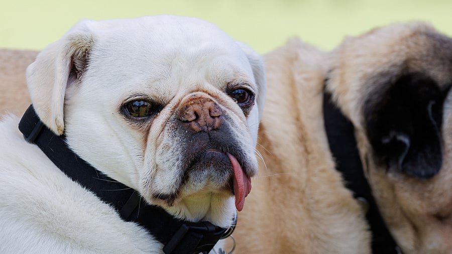 7 year-old Pug BaoBao sits in the shade at DOG PPL, a private members' club for dogs in the Californian beach enclave of Santa Monica, California, U.S., May 30, 2024.   REUTERS/Mike Blake