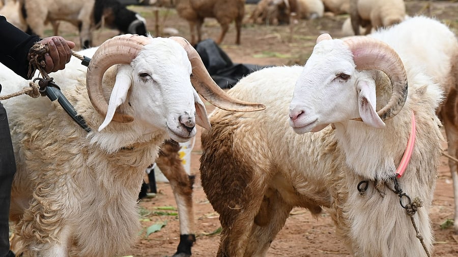 <div class="paragraphs"><p>Farmers sell sheep ahead of the Bakrid festival at idgah maidan at Chamarajpet in Bengaluru on Saturday. D</p></div>