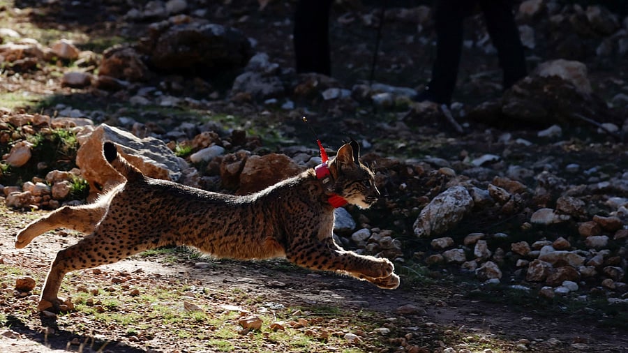 <div class="paragraphs"><p>Urki, a male Iberian lynx, a feline in danger of extinction, is released with other four lynxes as part of the European project 'Life LynxConnect' to recover this species, in the Arana mountain range, in Iznalloz, near Granada, southern Spain.</p></div>