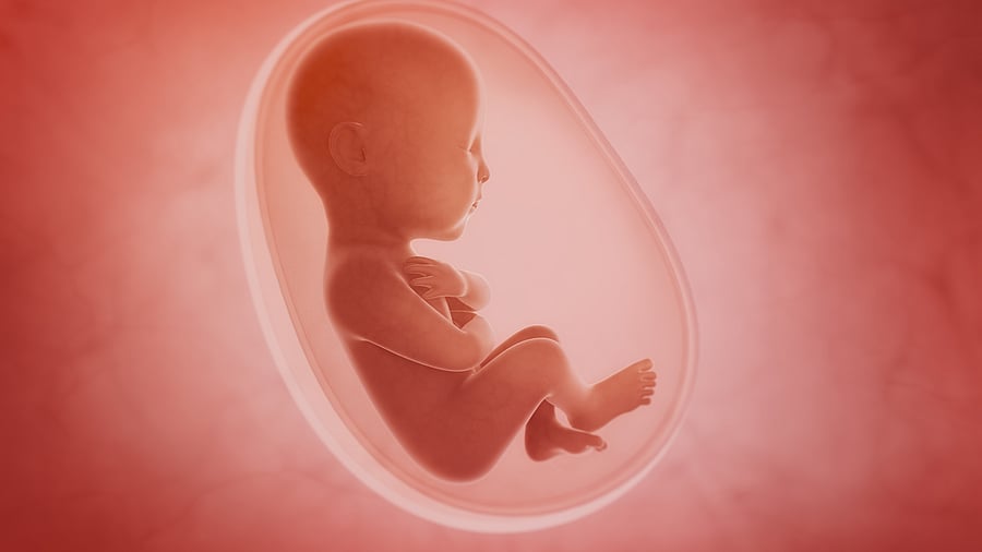 <div class="paragraphs"><p>Representative image of a foetus inside the womb.&nbsp;</p></div>