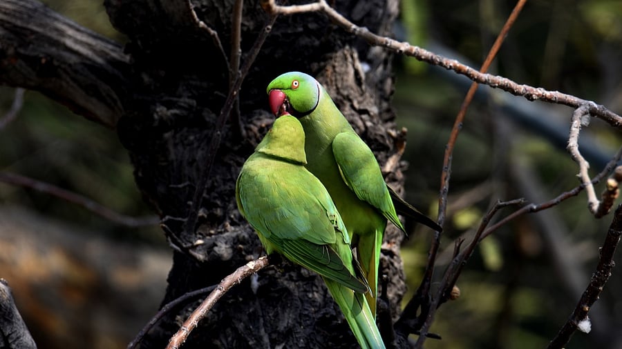 <div class="paragraphs"><p>Representative image of parrots.</p></div>