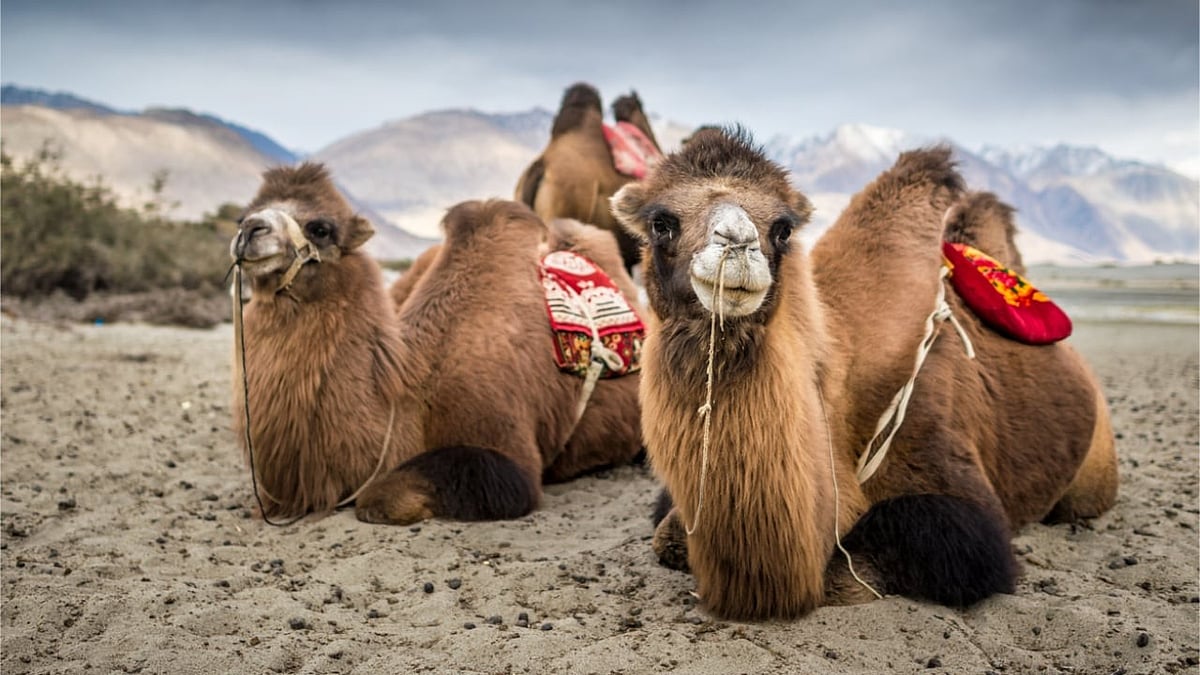 Six arrested for chopping off camel's leg in Pakistan; to receive ...