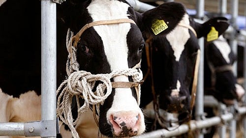 <div class="paragraphs"><p>Representative image showing cows.</p></div>