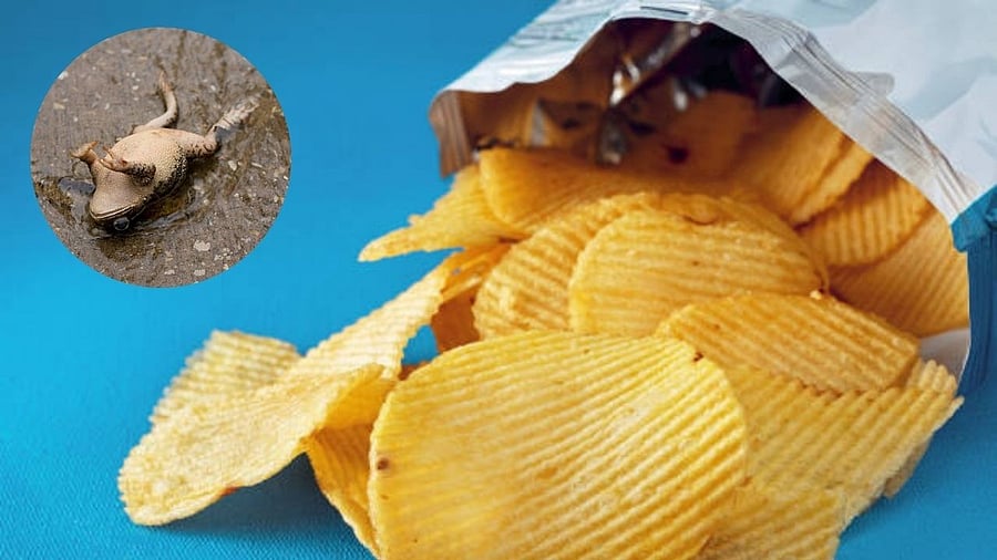 <div class="paragraphs"><p>Representative image of a wafer packet; representative image of a dead frog (in inset).</p></div>