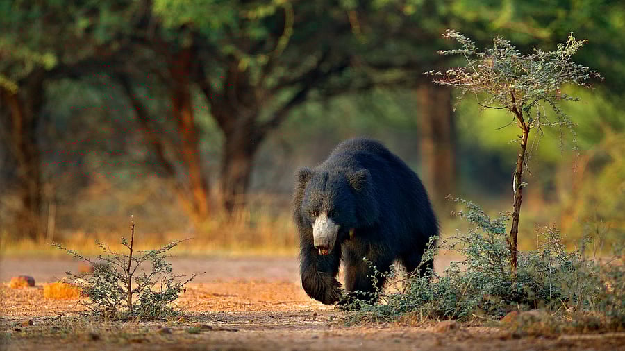 <div class="paragraphs"><p>The bear had sneaked into a village in Jharkhand's Seraikela-Kharswan district.</p></div>