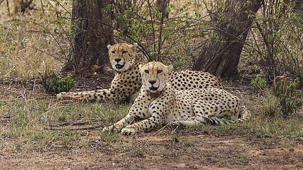 <div class="paragraphs"><p>Two male cheetahs at the Kuno National Park in Madhya Pradesh's Sheopur district.</p></div>