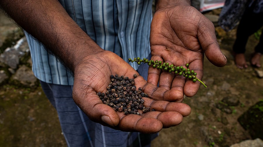 <div class="paragraphs"><p>Representative image showing black pepper.</p></div>