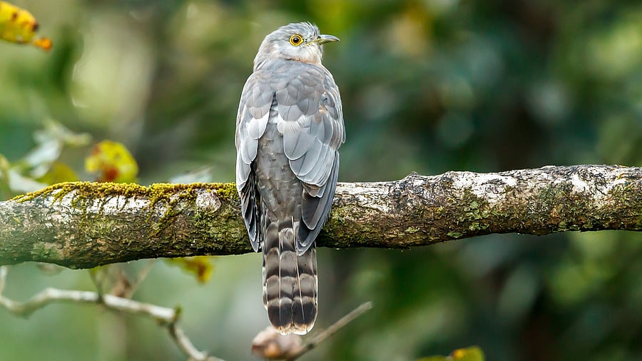 The common hawk-cuckoo, popularly known as the brainfever bird.