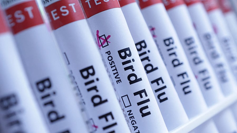 <div class="paragraphs"><p>Test tubes are seen labelled "Bird Flu" words in this illustration taken, June 10, 2024.</p></div>