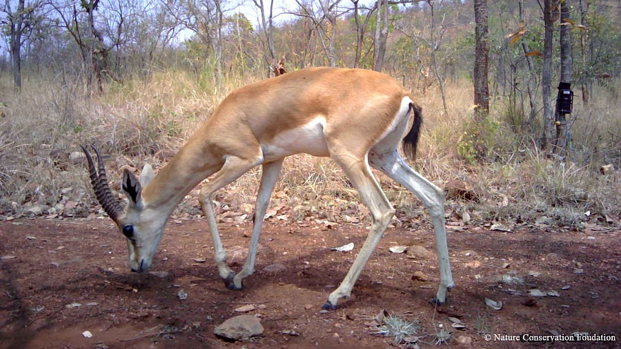 <div class="paragraphs"><p>A file photo of Chinkara deer.</p></div>