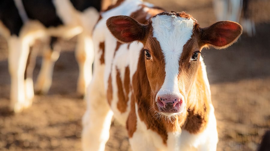 <div class="paragraphs"><p>During questioning, the accused confessed that they were taking these calves to a slaughterhouse in UP.</p></div>