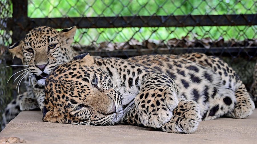 <div class="paragraphs"><p>Leopard cubs at the Bannerghatta Biological Park (BBP).</p></div>
