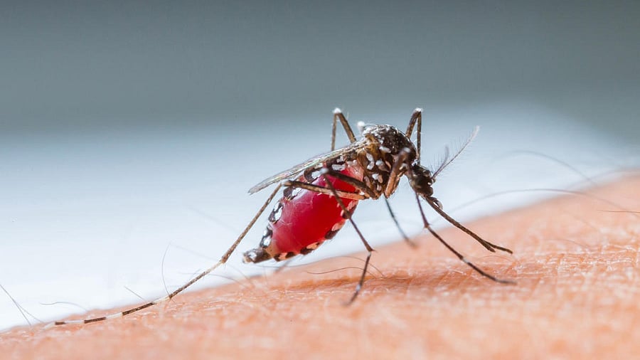 <div class="paragraphs"><p>Representative image showing a mosquito.</p></div>