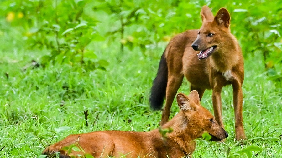 <div class="paragraphs"><p>Wild Dogs</p></div>