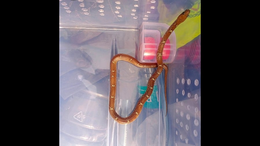 <div class="paragraphs"><p>Indian wolf snake sighted at a residence in Rajarajeshwarinagar zone.</p></div>