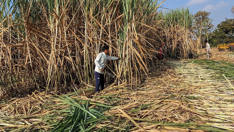 <div class="paragraphs"><p>Representative image of a man harvesting sugarcane.</p></div>