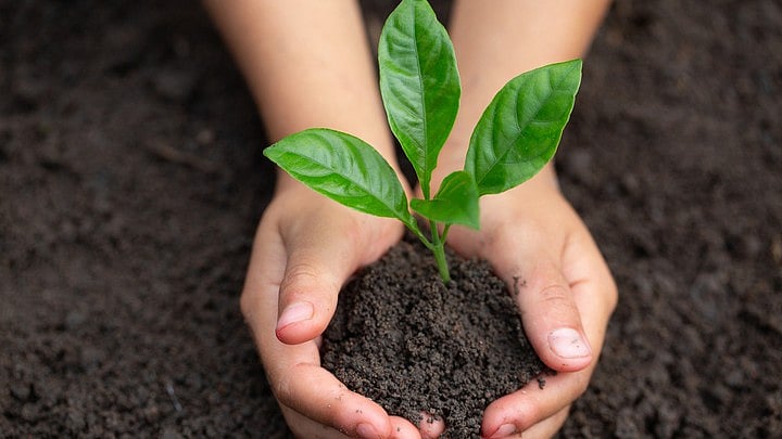 <div class="paragraphs"><p>Representative image of plantation. </p></div>