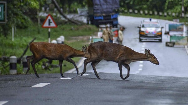 <div class="paragraphs"><p>Deer cross a National Highway near the flood-affected Kaziranga National Park, in Nagaon district. </p></div>