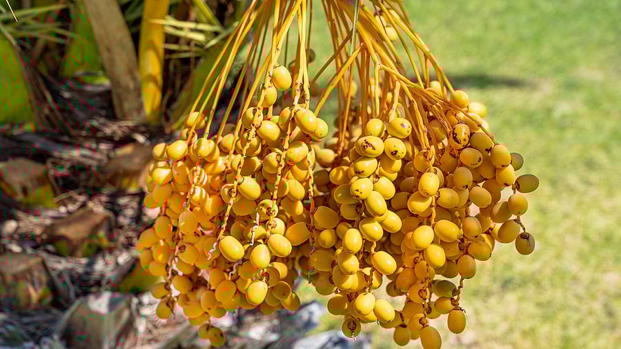 <div class="paragraphs"><p>Representative image showing areca palm tree</p></div>