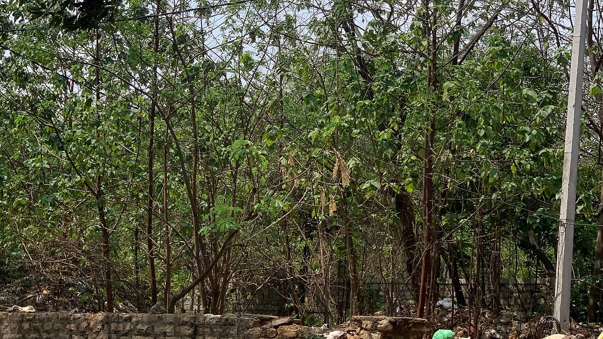 Bengaluru natural ecology suffers from invasive paper mulberry