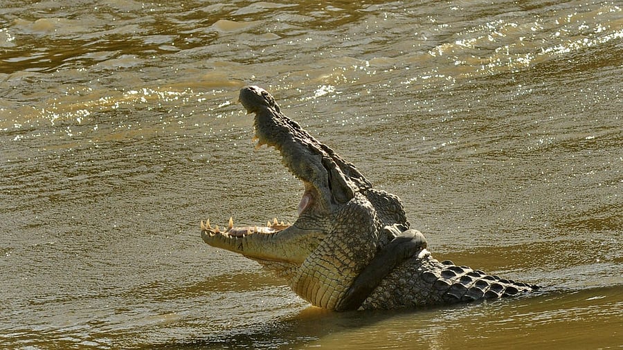 <div class="paragraphs"><p>Representative image of a crocodile.</p></div>