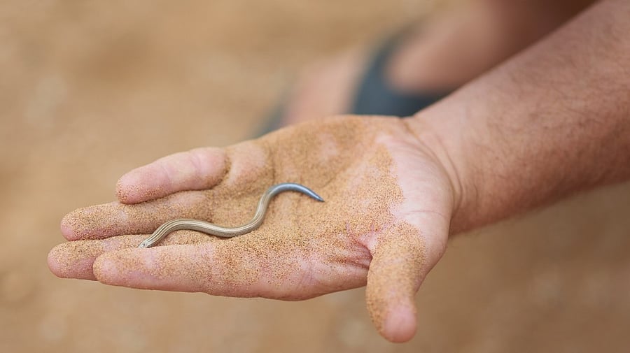 <div class="paragraphs"><p>Representative image of a small snake. </p></div>