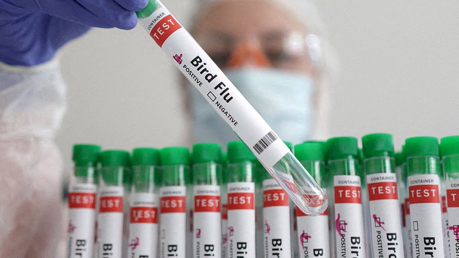 <div class="paragraphs"><p>The sale and movement of birds (both within and outside) in all districts affected by bird flu should be banned until March 2025, a a government-appointed panel of experts said.</p></div>