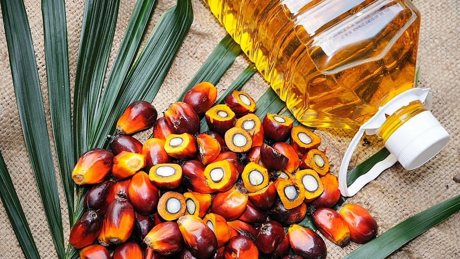 <div class="paragraphs"><p>Representative image of palm oil.</p></div>