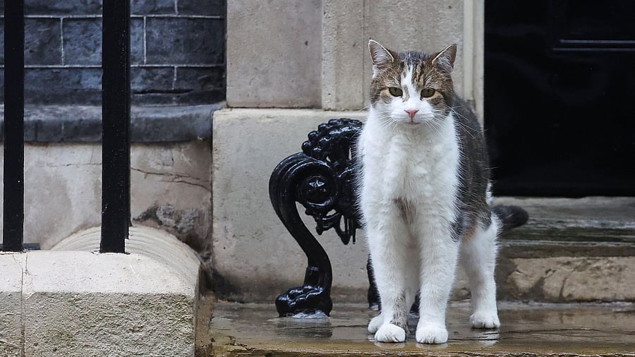 <div class="paragraphs"><p>Larry the Cat stands outside 10 Downing Street, after British Prime Minister Rishi Sunak delivered a speech calling for a general election, in London, Britain, May 22, 2024. </p></div>
