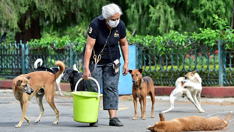 <div class="paragraphs"><p>Under the new rules, feeding should not occur after 11.30 pm or before 5 am. The guidelines also advise against giving community animals raw meat and sugary biscuits. </p></div>