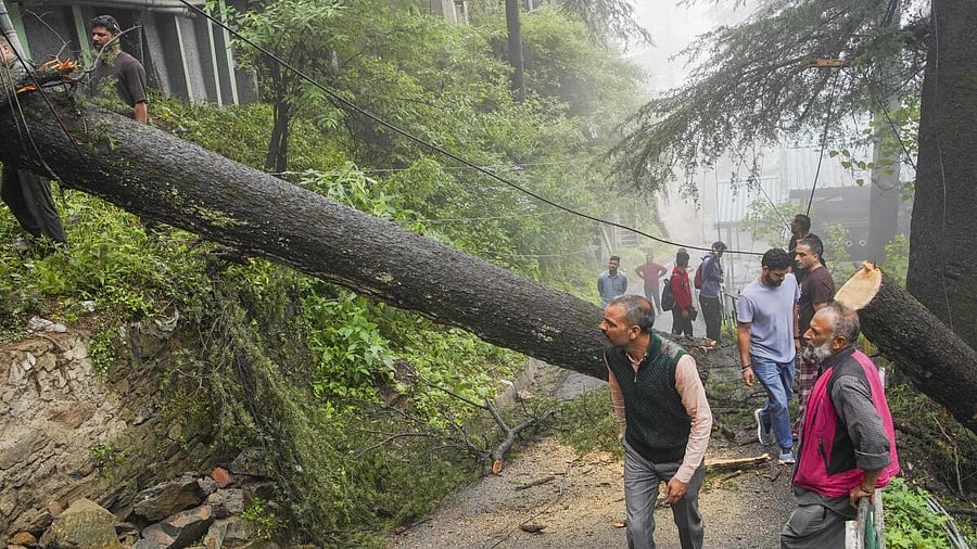 <div class="paragraphs"><p>People walk past an uprooted tree after heavy rainfall, in Shimla, Thursday, July 4, 2024.</p></div>