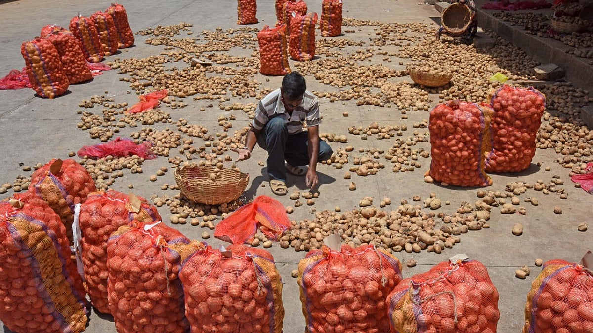 Karnataka Potato Farming Declines as Poor Seed Quality Impacts Yield