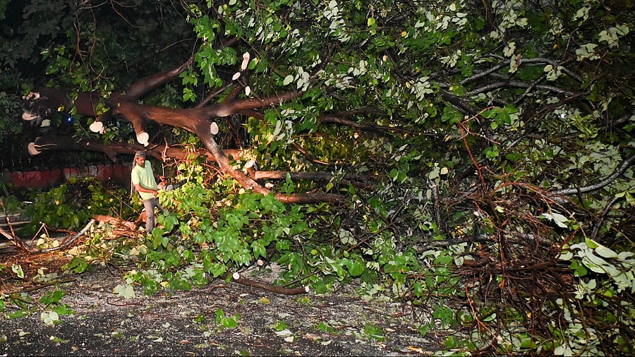 <div class="paragraphs"><p>Representative image of tree falling.</p></div>