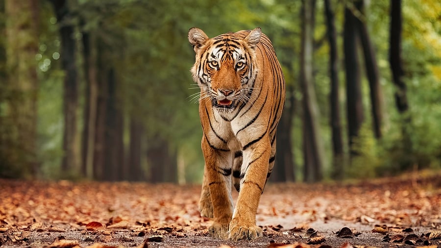 <div class="paragraphs"><p>Representative image showing a tiger.</p></div>