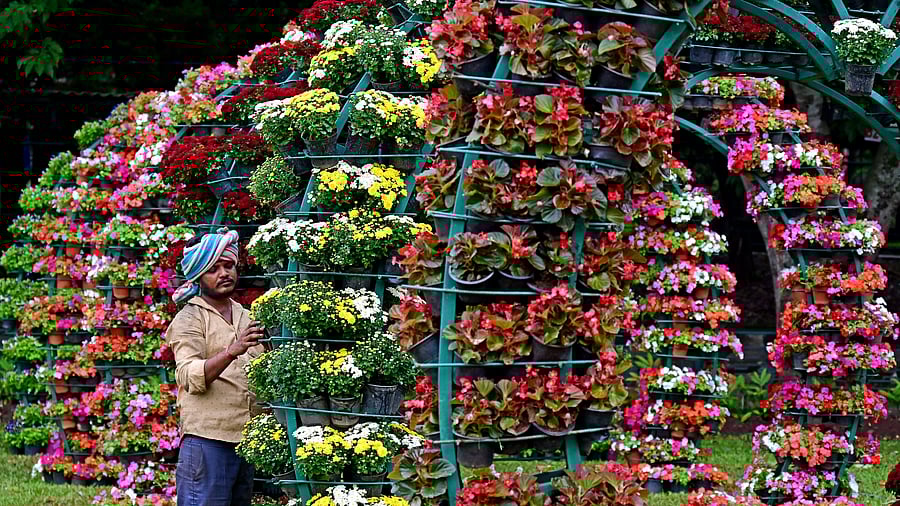 <div class="paragraphs"><p>Preparations underway for the Independence Day flower show at Lalbagh. </p></div>